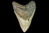 Fossil Megalodon Tooth - North Carolina #109806-1